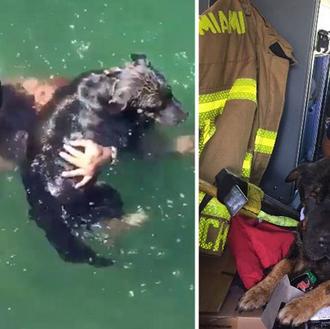 Un rescate perruno estilo vigilantes de la playa: un bombero …