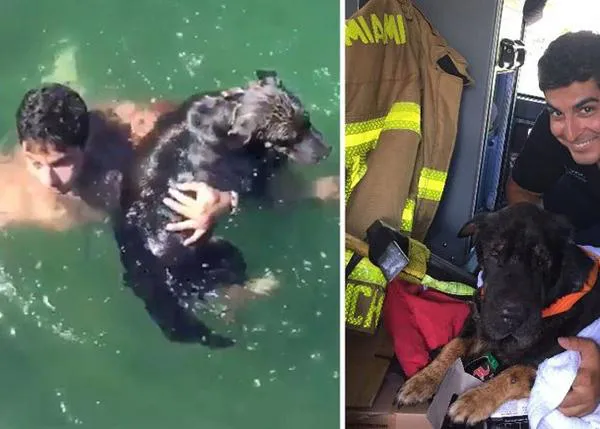 Un rescate perruno estilo vigilantes de la playa: un bombero salva a un can viejito que se ahogaba