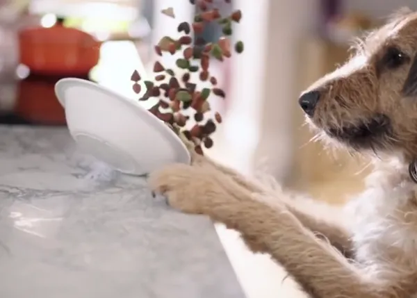 Divinos trastos... un anuncio dedicado a todos esos perros que redecoran tu vida