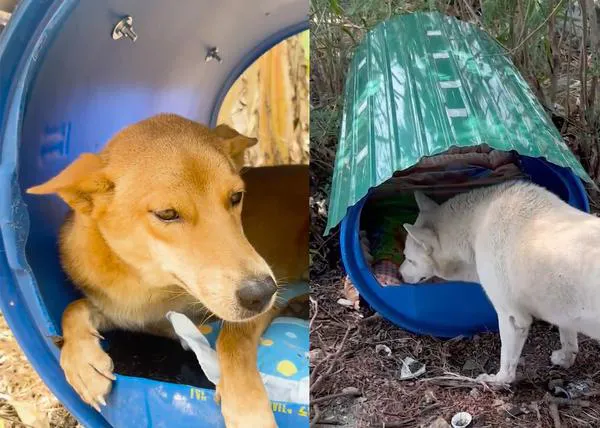 Maña y solidaridad para ayudar a los perros de la calle en Tailandia: crean mini hogares caninos con bidones