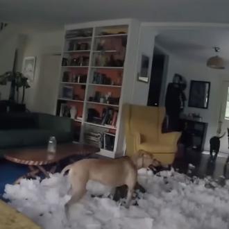 La vida secreta de algunos perros: más que una película …