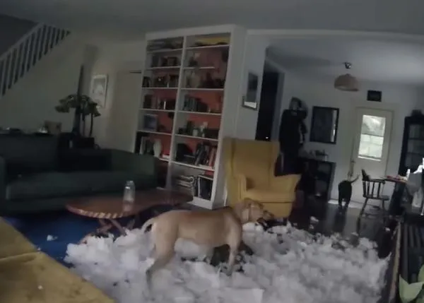 La vida secreta de algunos perros: más que una película graciosa, una película de soledad y aburrimiento