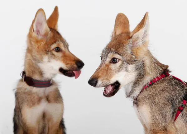 La manejabilidad, una de las claves en la domesticación de los perros