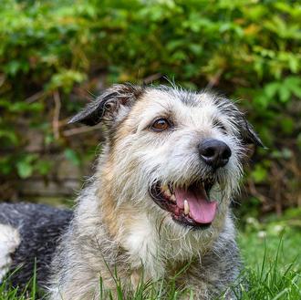 Los perros mestizos, dice un estudio de Family Dog Project …