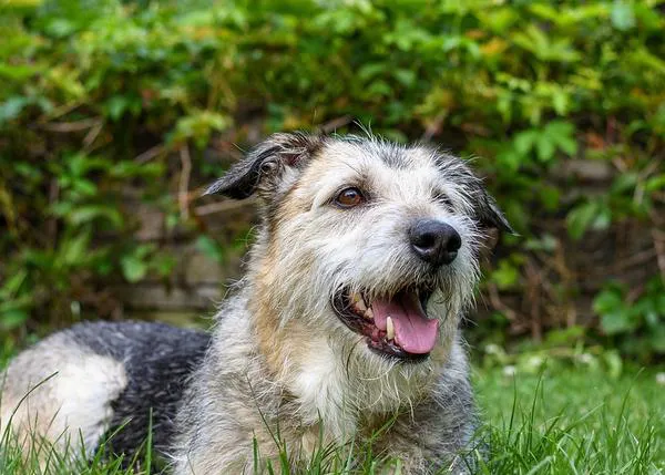 Los perros mestizos, dice un estudio de Family Dog Project, son más nerviosos y problemáticos