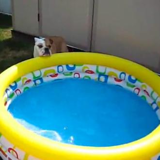 Al agua perros