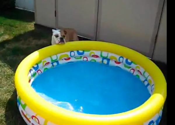 Al agua perros