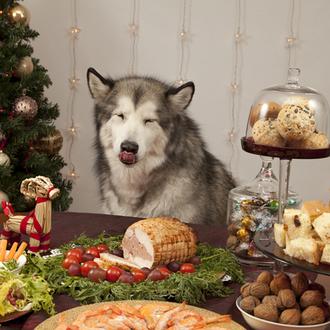 ¿Quieres un calendario personalizado con fotos de tu perro? ¡Échale …