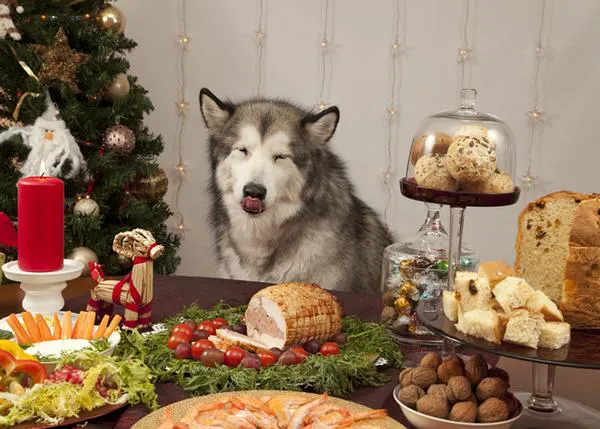 ¿Quieres un calendario personalizado con fotos de tu perro? ¡Échale imaginación navideña!