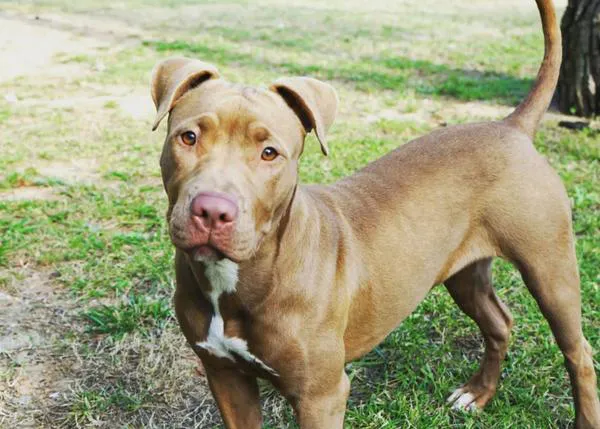 El caso de Lía, la pit bull maltratada en Ibiza, y la importancia de la nueva Ley de Bienestar Animal