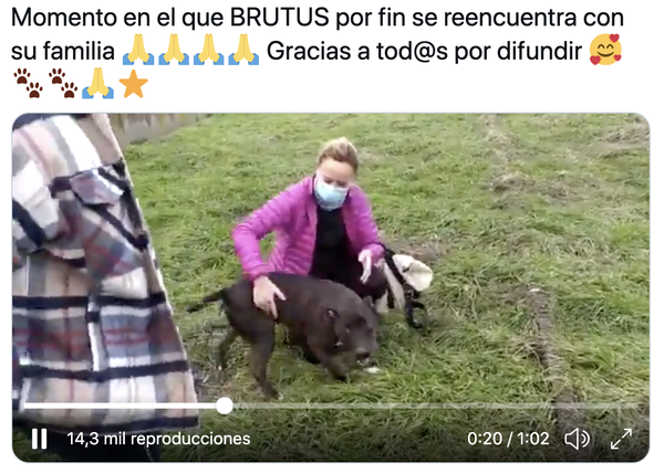 Brutus, el perro que se perdió asustado tras la explosión en Madrid, ¡felizmente a salvo!