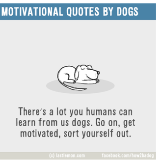 Inspiraciones perrunas para una vida más guau