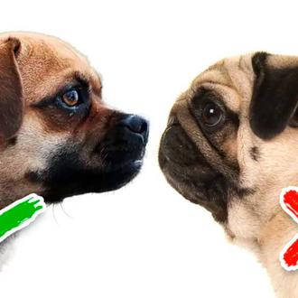 Multas de 2500 € por criar perros braquicéfalos con hocicos excesivamente …