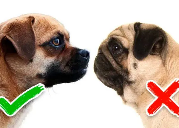Multas de 2500 € por criar perros braquicéfalos con hocicos excesivamente cortos, una sentencia histórica en Países Bajos