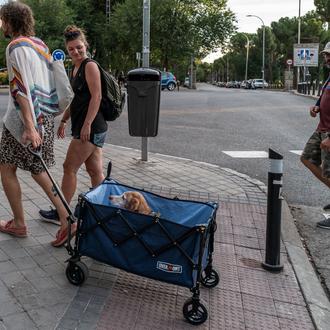 ¿Por qué es importante la nueva normativa sobre perros y …