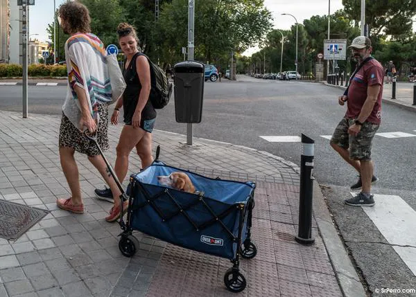 ¿Por qué es importante la nueva normativa sobre perros y gatos de la Unión Europea y cuándo entra, realmente, en vigor?