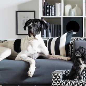 IKEA España abre sus puertas a los perros: 