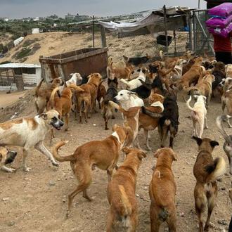 ¿Cómo ayudar a los animales afectados por la guerra entre …