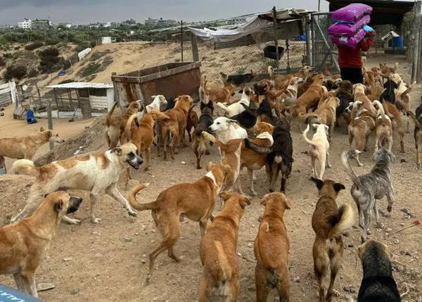 ¿Cómo ayudar a los animales afectados por la guerra entre Israel y Hamás?