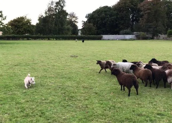 Suspenso en pastoreo, sobresaliente en disfrutología: las aventuras de un pequeño perro con las ovejas
