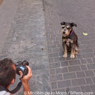 Colega ensaya la vida del Celebrity-Perro