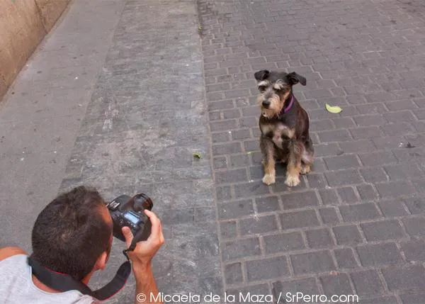 Colega ensaya la vida del Celebrity-Perro