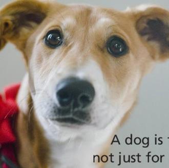 Un perro es para toda la vida, no solo para …