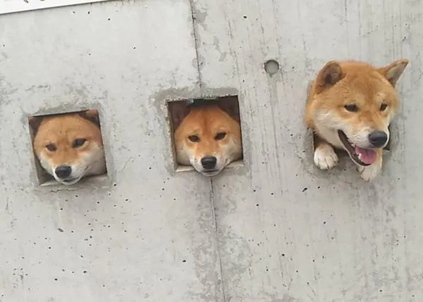 Perros muy curiosos y los humanos que les permiten dar rienda suelta a su naturaleza