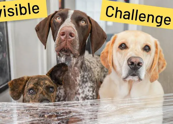 Cientos de canes se enfrentan, perplejos, con el nuevo reto viral perruno, el #invisiblechallenge