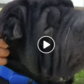 La historia de un perro de raza comprado y abandonado …