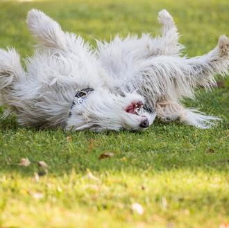 Mal olor canino: cómo evitar y combatir el 