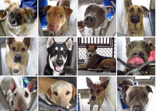 Las fotos más tristes: el último paseo de los perros que nadie quiere