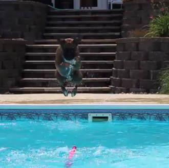 Una pareja de Bóxers acuáticos y felices: las vacaciones de …