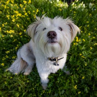 La ciencia tras las prodigiosas trufas caninas: o porqué tu …