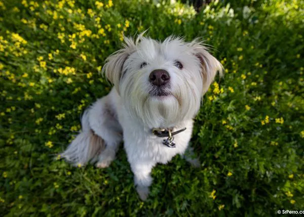 La ciencia tras las prodigiosas trufas caninas: o porqué tu perro recuerda olores que tú olvidas