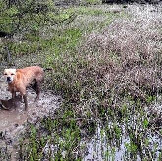Rescatan de morir ahogado a un perro abandonado atado a …
