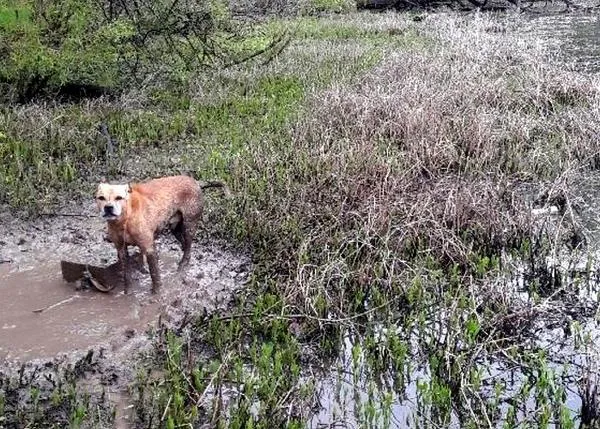 Rescatan de morir ahogado a un perro abandonado atado a un bloque de hormigón