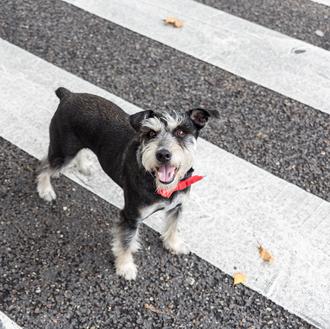 SrPerro firma en Sant Jordi: ¡Guau! Os esperamos en Plaza …