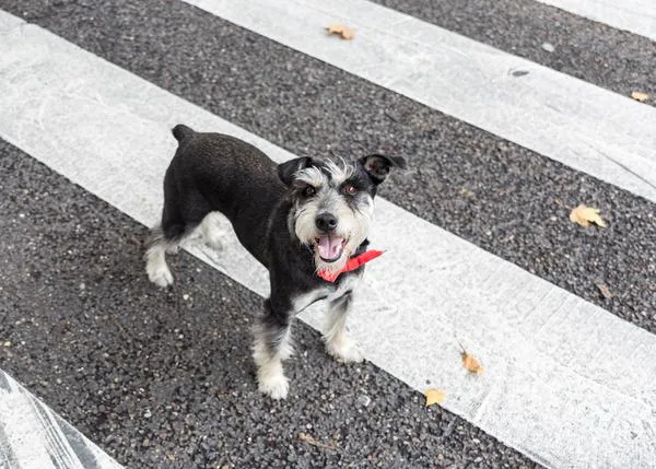 SrPerro firma en Sant Jordi: ¡Guau! Os esperamos en Plaza de Cataluña 