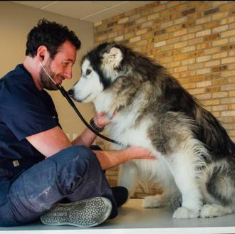 Veterinario y cantante: una original y efectiva manera de calmar …