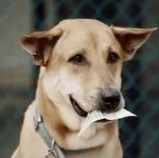 Porque hay cosas que nunca podrás enseñar a tu perro... 