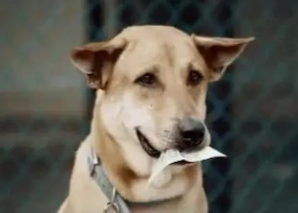 Porque hay cosas que nunca podrás enseñar a tu perro... 