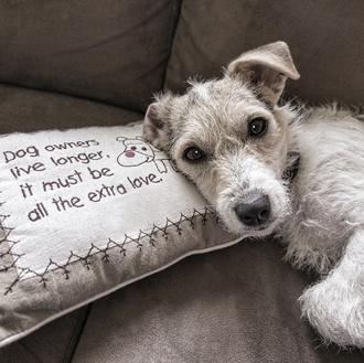 Alquilar un piso cuando tienes perro: pistas y consejos para …