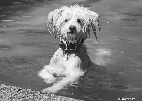 ¿Los perros son capaces de detectar a las personas incompetentes? Sí, ¡y las perras con más eficacia que los perros!