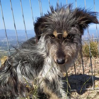 ARIA Rescate Animal en acción: así trabajan los (impresionantes) rescatistas …
