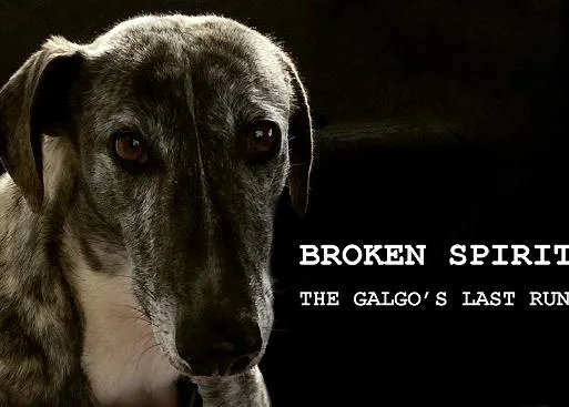 La última carrera de un galgo, un muy recomendable documental sobre la trágica realidad de estos perros