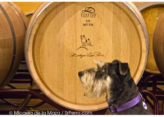 Planazo en Jerez: una velada solidaria, con arte y sabor, para ayudar a los perros