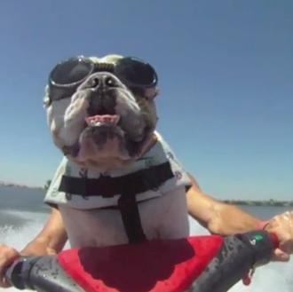 Diesel, el bulldog inglés más rápido del planeta