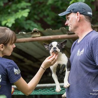 Una Boston Terrier rescatada de una granja de cachorros aprende …