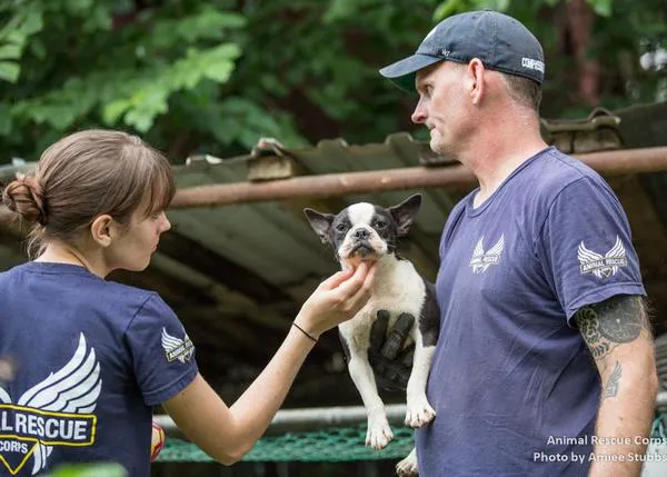 Una Boston Terrier rescatada de una granja de cachorros aprende a confiar en los humanos